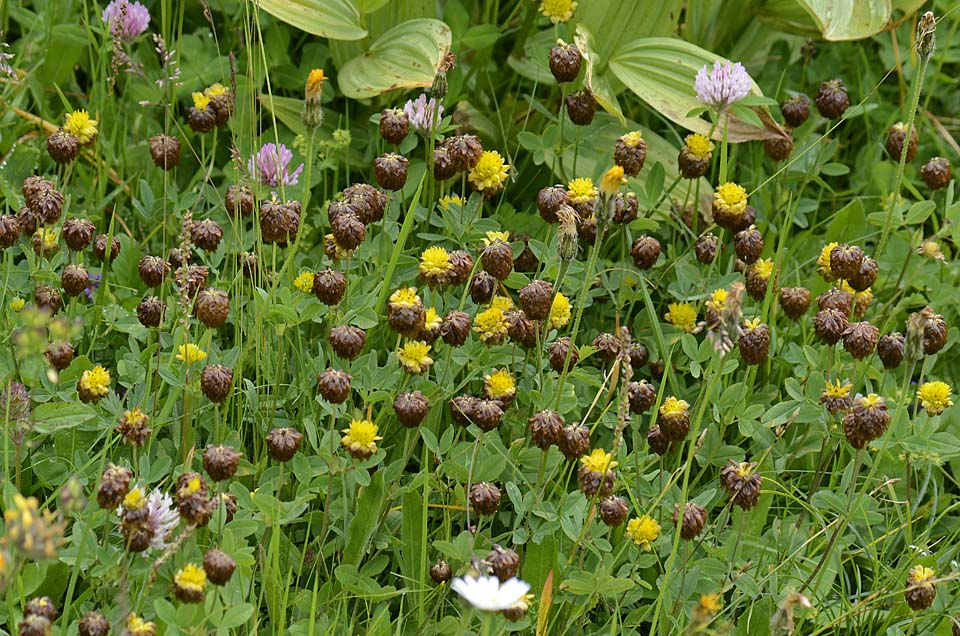 Trifolium badium / Trifoglio bruno